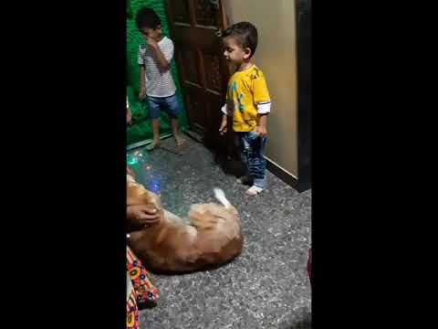 Pet lover Reyansh..love for dog and Cat.