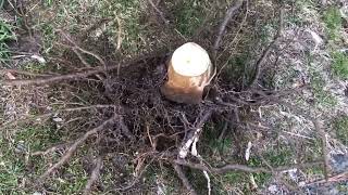 Transplanting pawpaw trees