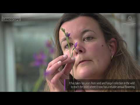 Queen of Sheba Orchid