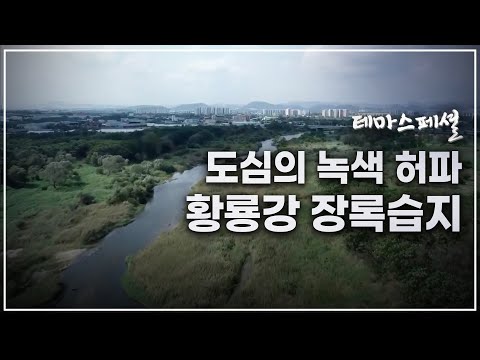 [테마스페셜] 도심의 녹색 허파, 황룡강 장록습지