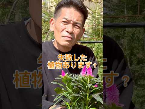 plantes de jardin bambou bacs-bois-rehausser-ligne-clôture