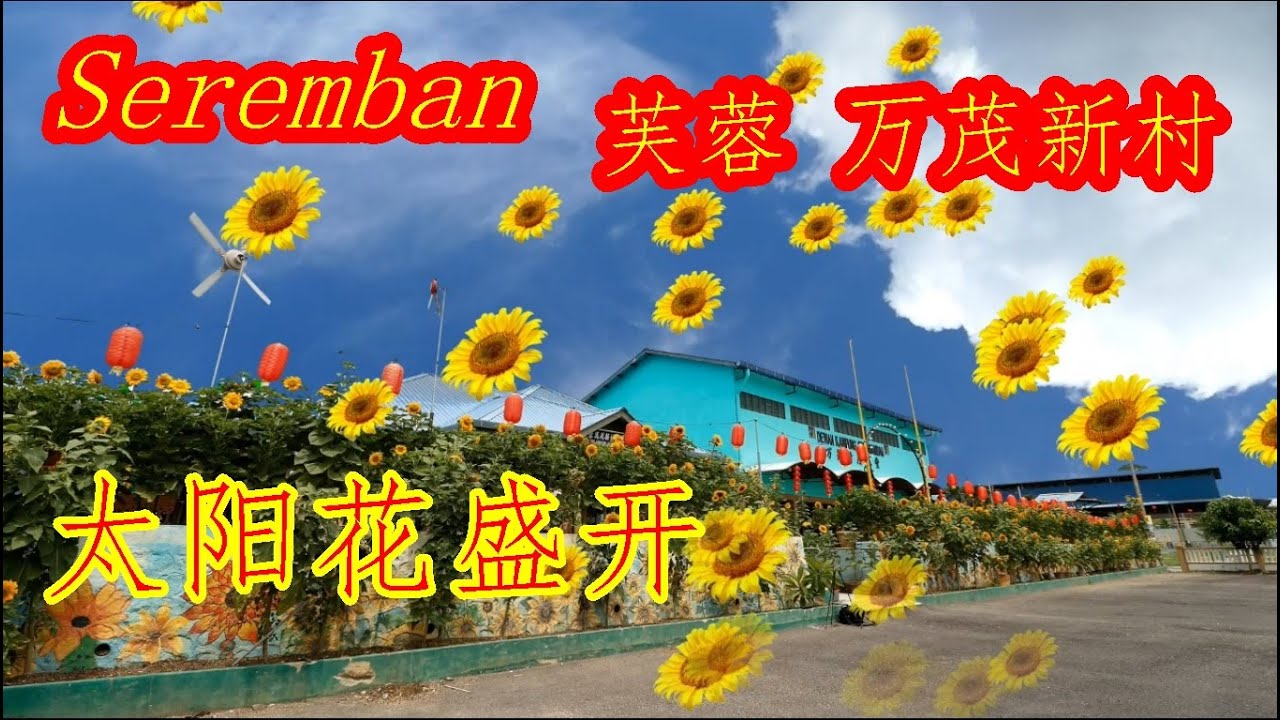 Seremban 森美兰州 芙蓉 万茂新村  成百上千朵盛开的太阳花，等着您到来欣赏。
