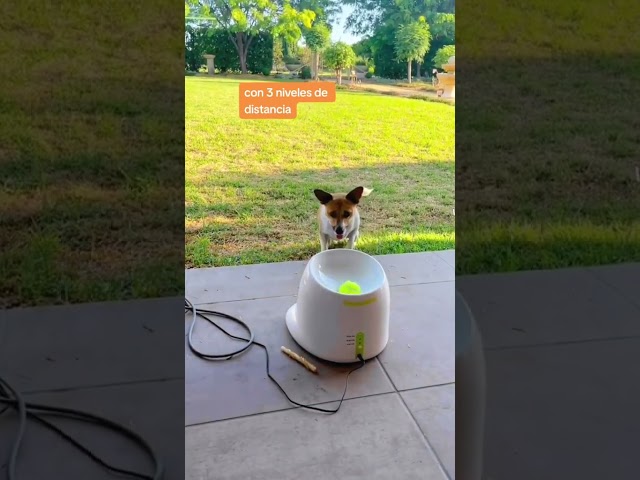 Vídeo relacionado con Paquete de 3 bolas chirriantes para perro, Juguete Regalos para Perros, Ruff Ruff, 6,5 cm de diámetro