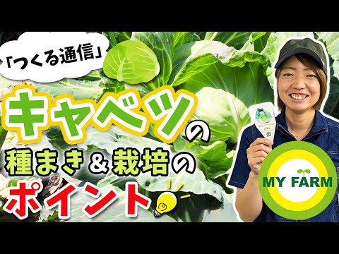 キャベツをいつ植えるか、どの品種をどの時期に植えるか