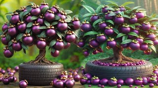 best and 99% successful method for planting and growing mangosteen fruit trees from seeds. #garden