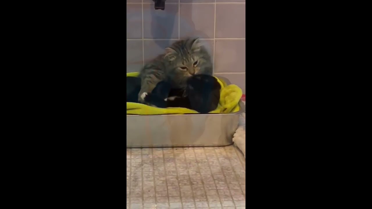 Penny, an adopted mixed breed in Brampton, ON video 6/6