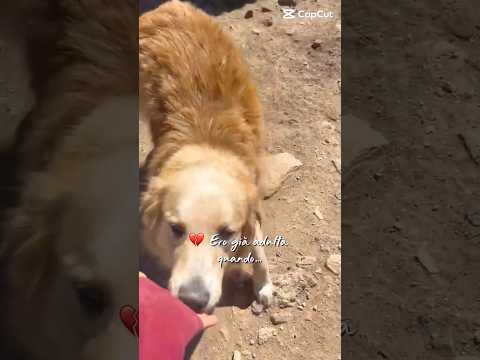 Regalo Susy splendida simil Golden cerca casa 