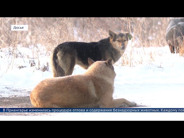 Безнадзорным животным вживят чип и заведут паспорт