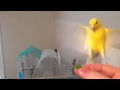 Pippin the Hand-Tame Canary
