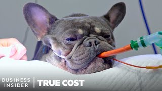 How Extreme Breeding Is Leaving Pugs And Bulldogs Breathless | True Cost | Business Insider