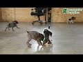 German Shorthaired Pointer dogs for sale: Halo - Video 1