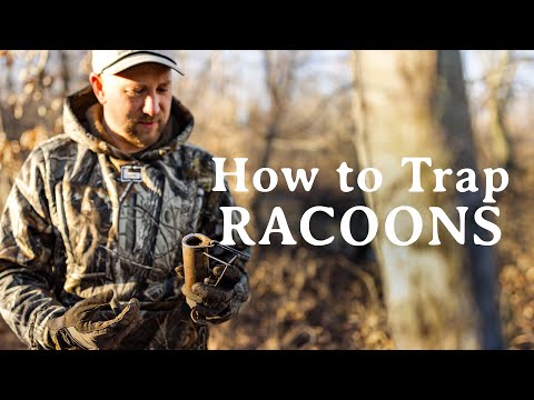 How to Set Dog-Proof Traps for Raccoons | Trapping Nest Predators