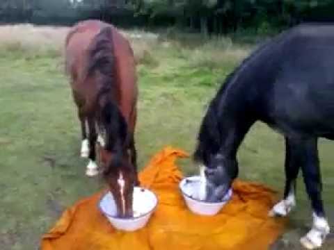 VFD- Videowettbewerb - Gleich gehts los