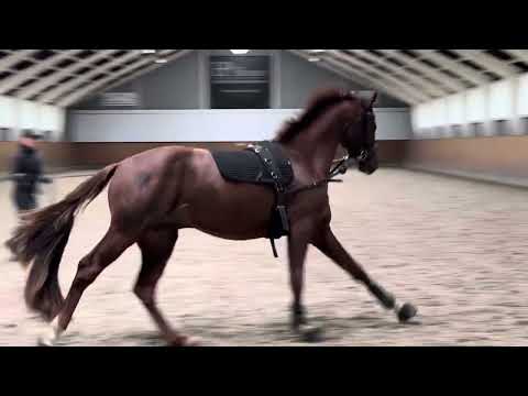 HP Villeroy (Vivaldon x Bonds x Apache) fra the Gesine line 2 years old stallion 