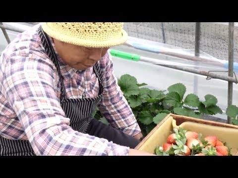 SGH07: 有毒、刺激性、感作性、麻薬性