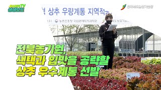 2020년 가을작형 상추 우량계통 지역적응시험 현장평가회 개최