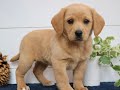 Mixed Breed dogs for sale: Avery  - Video 1