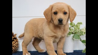 Video preview image #1 Goldador Doodle Puppy For Sale in NARVON, PA, USA
