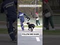Doberman Attack Doberman Dogs Attack Guarddogs
