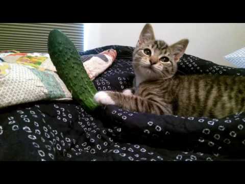 I am not afraid! 🙄