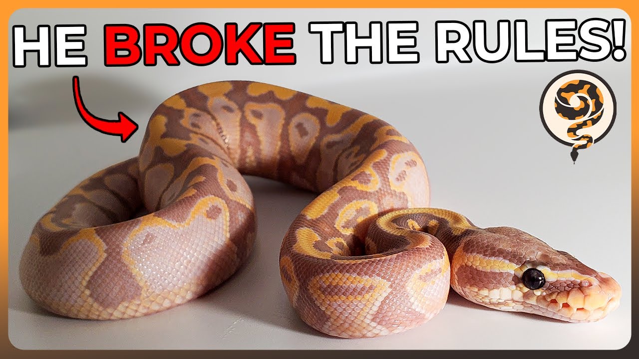 These Ball Python Morphs Break the Rules!