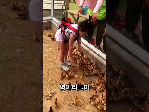 병아리 한 마리에 반한 소녀 🐥💛