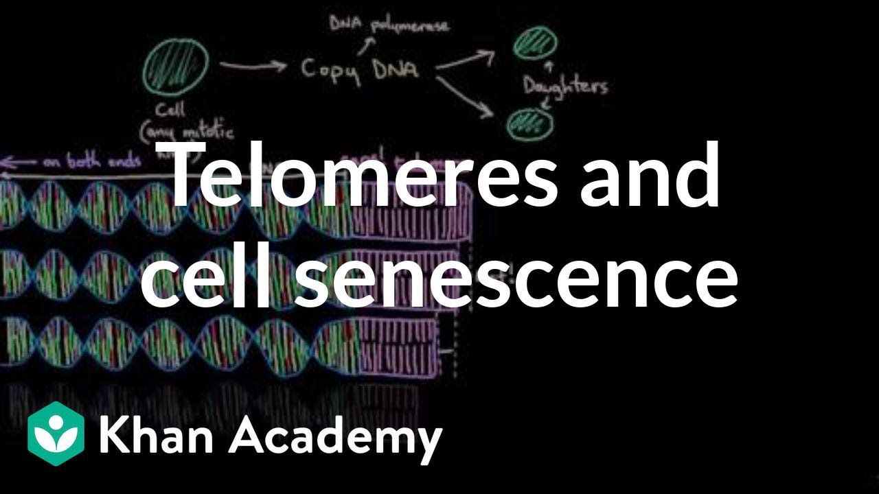 Telomeres and cell senescence | Cells | MCAT | Khan Academy