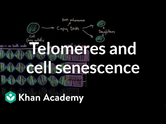 Telomerase videó kiejtése Angol-ben