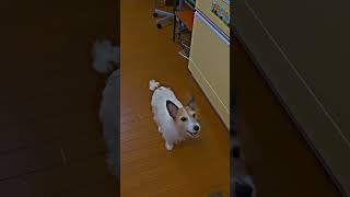 空中の梨を食べるジャックラッセルテリア