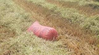 Ra ĐỒNG (VIỆTNAM)