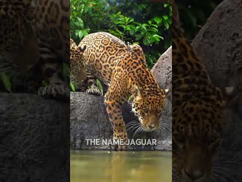 Why Jaguars Are More Dangerous Than Other Big Cats