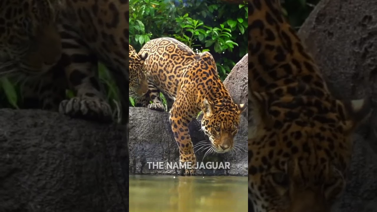 Why Jaguars Are More Dangerous Than Other Big Cats