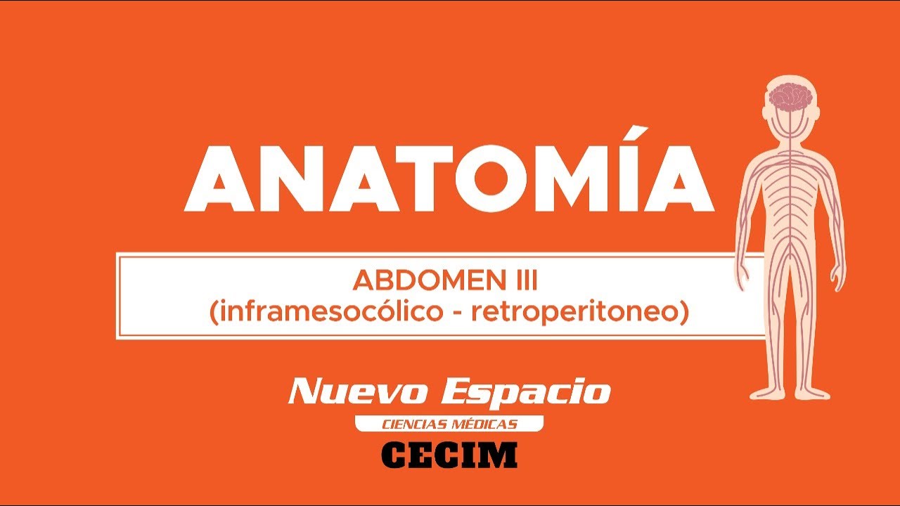 PARALELO DE ANATOMÍA: ABDOMEN 3