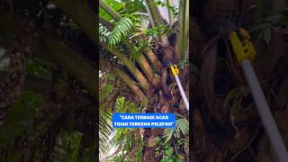 Download lagu Harvesting oil palm trees using the high tree harvesting method #viralshorts mp3
