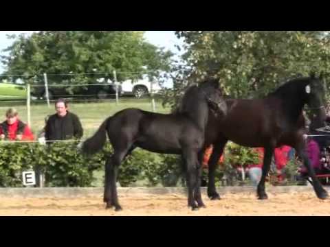 Maiko v. Pearl Ranch (Teeuwis 389 x Jasper 366) - ZS Bondorf 2012