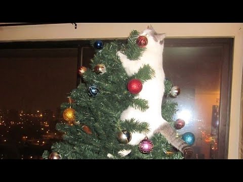 Cat and christmas tree ? NOT A GOOD IDEA - Funny CAT videos