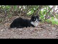 Seoul Forest Park Tuxedo Cat