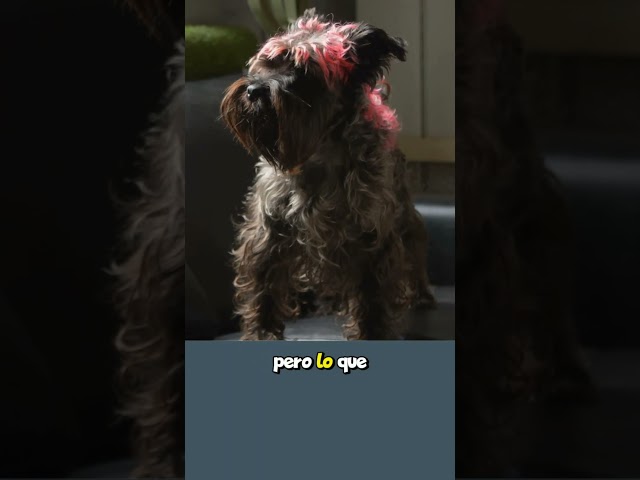 Vídeo relacionado con 36x barbas autoadhesivas con div. bigote Schnurbert Bart Bigote falso Schnauzer para carnaval y disfraces