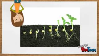 Le cycle de vie des plantes