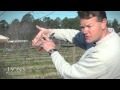 Ison's Nursery First Winter Pruning of Muscadine Vine's Instructional