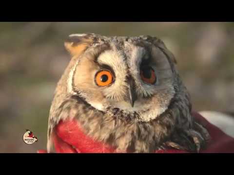 Eliberarea unui ciuf de pădure/Erdei fülesbagoly szabadon engedése/The releasing of a Long-eared Owl