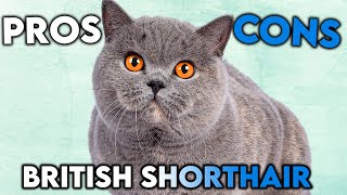 Download lagu MUST-KNOW British Shorthair Cat PROS And CONS mp3