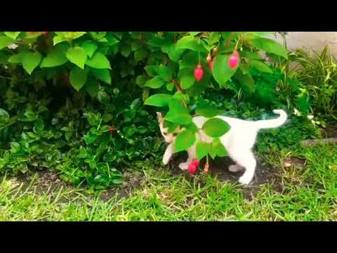 Cute animals video very sweet cats and dogs funny video