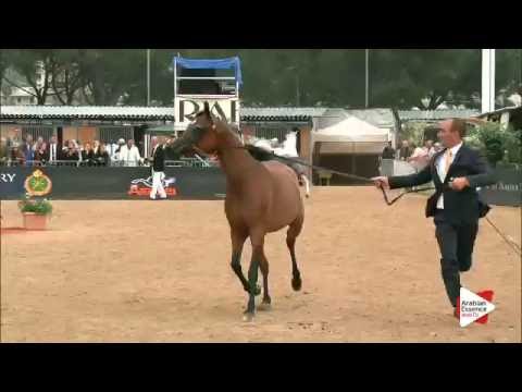 N.88 GM MARWAN AL SHAKIRA - Menton 2016 - Mares 7+ years old (Class 5)