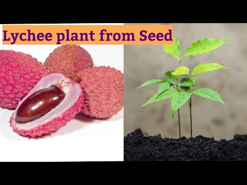 Lychee propagation technique from seed || Lychee plant seed germination