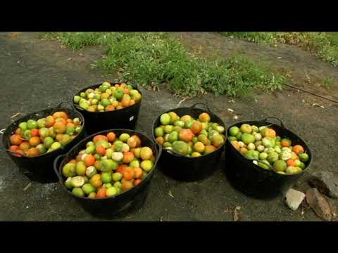 La ola de calor ha podido generar la pérdida de más de 300.000 kilos de cultivos en Lanzarote