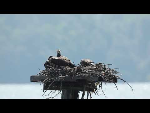 Juvenile Osprey Intrudes on  Nest of Another Osprey