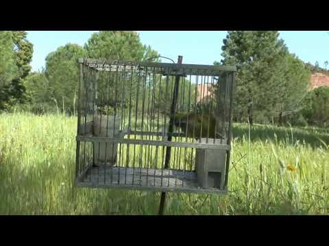 Song of the European Greenfinch 'The Master'