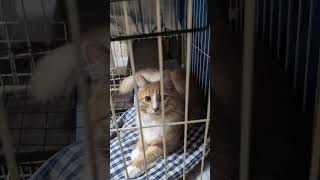 ウサギの部屋を乗っ取る猫 #猫 #可愛い猫 #うさぎ