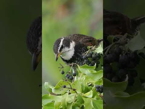 園芸 テュルサスの鳥類